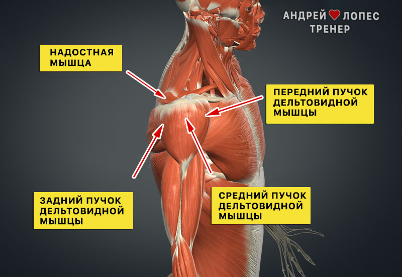 Махи гантелей какие мышцы работают mahi gantelyami kakie myshcy rabotayut