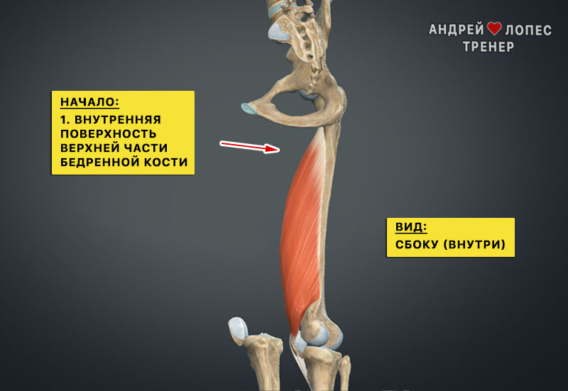 Медиально широкая мышца бедра начало medialnaya shirokaya myshca bedra nachalo
