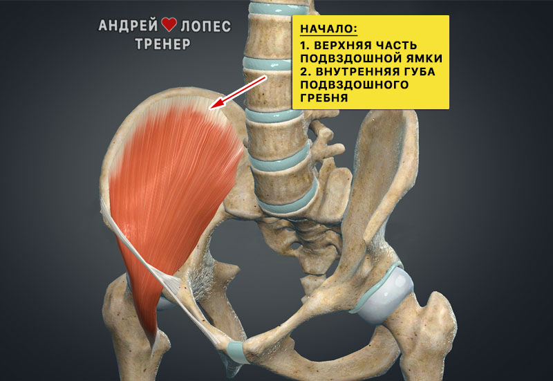 podvzdoshnaya myshtsa nachalo