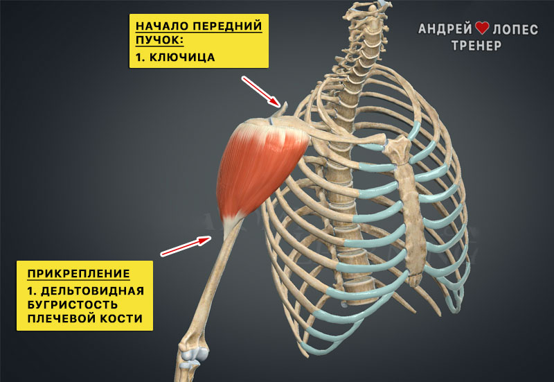 perednij puchok deltovidnoj myshcy