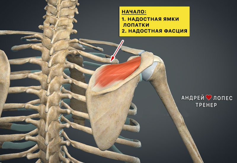 nadostnaya myshca nachalo