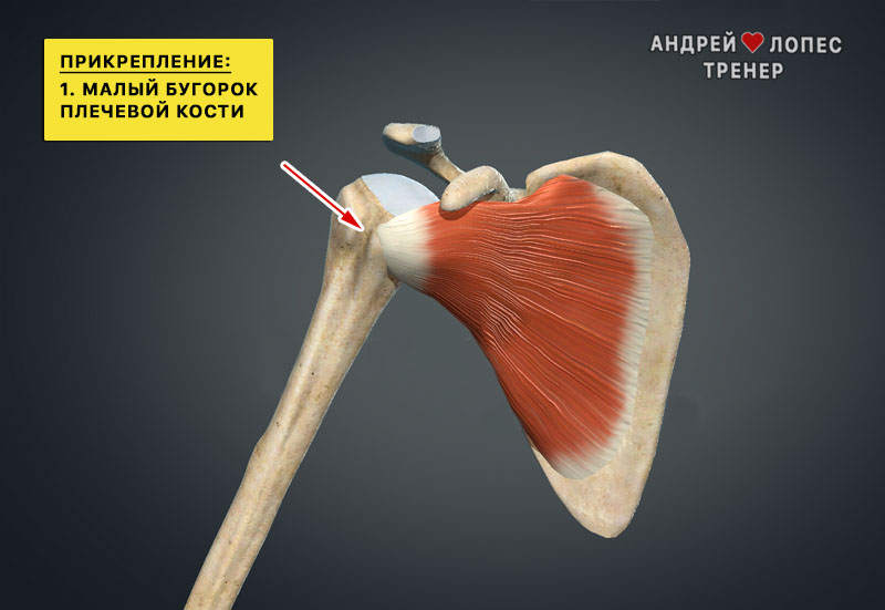 podlopatochnaya myshtsa prikreplenie